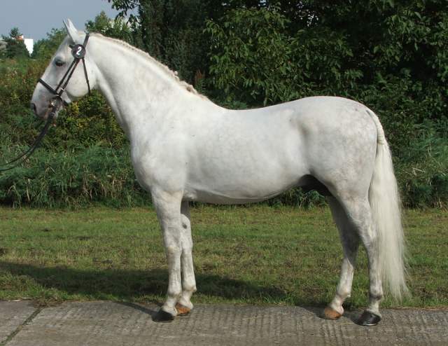 3739 Favory XIV Amerika